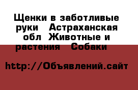 Щенки в заботливые руки - Астраханская обл. Животные и растения » Собаки   